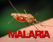 Malaria