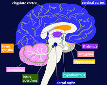 anxietydisorderbrain