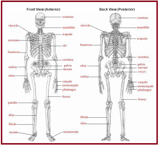 Maintaining healthy bones