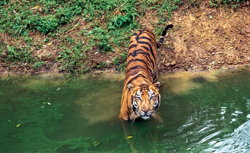 Tiger Wildlife