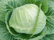 cabbage