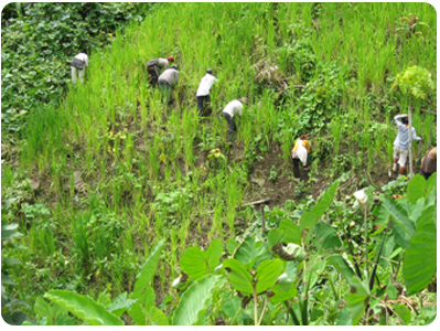 Mizoram of Agriculture